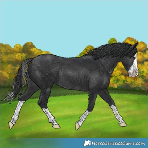 Horse Color:Black Splash Rabicano 