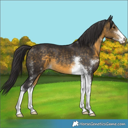 Horse Color:Buckskin Sabino