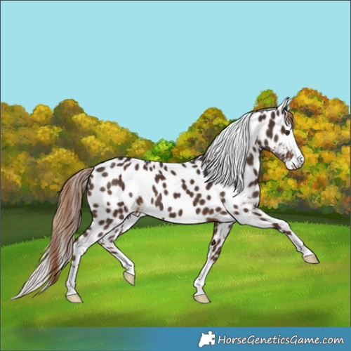 Horse Color:Liver Chestnut Skewed LP Spotted