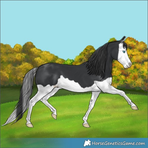 Horse Color:Black Splash 