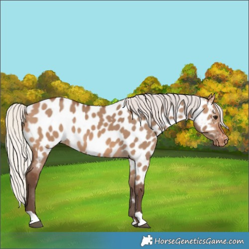 Horse Color:Silver Brown Dun Appaloosa