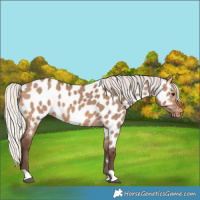 Horse Color:Silver Brown Dun Appaloosa 