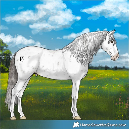 Horse Color:Liver Chestnut Sabino Splash 