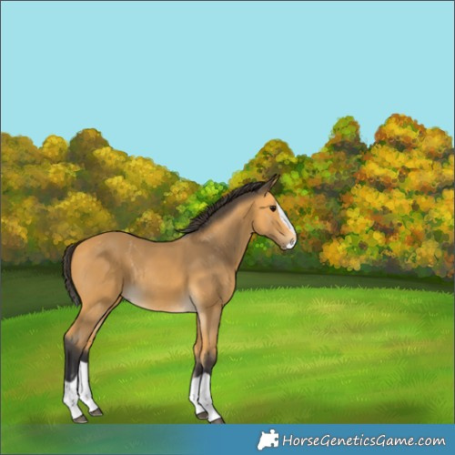 Horse Color:Buckskin Splash Rabicano