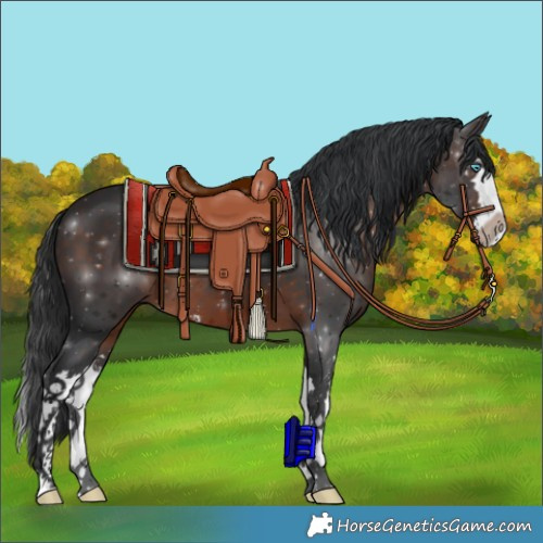 Horse Color:Brown Sabino Splash
