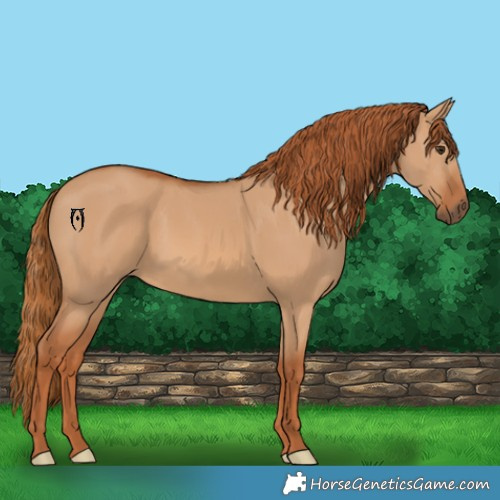 Horse Color:Red Dun