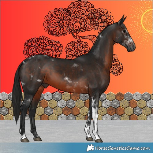 Horse Color:Gray Brown Tobiano 