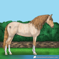 Horse Color:Red Roan
