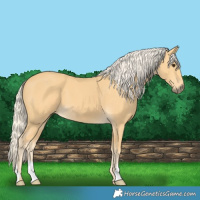 Horse Color:Palomino 