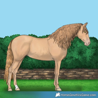 Horse Color:Gold Champagne 