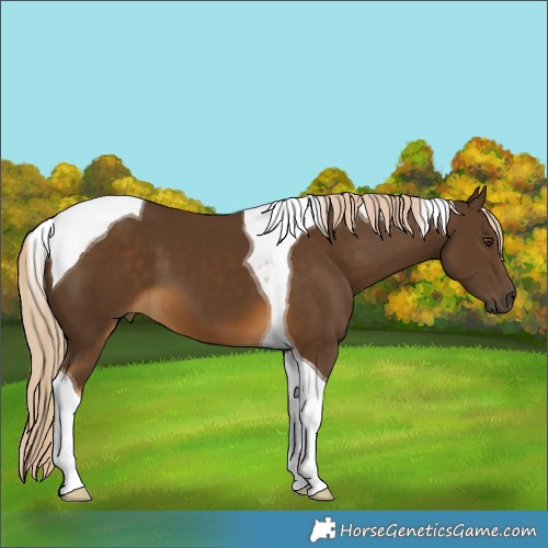 Horse Color:Chocolate Palomino Tobiano 