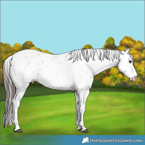 Horse Color:Bay Sabino 