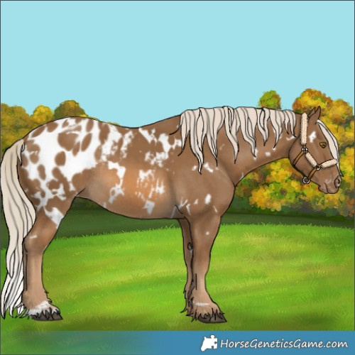 Horse Color:White Spotted Chocolate Palomino Blanket Rabicano 