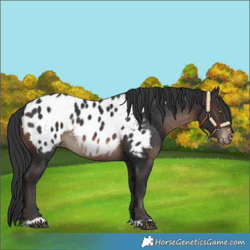 Horse Color:Brown Blanket Rabicano