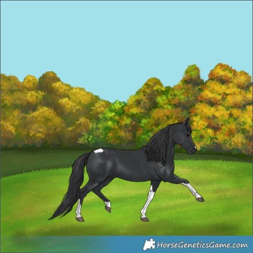 Horse Color:Black Tobiano 