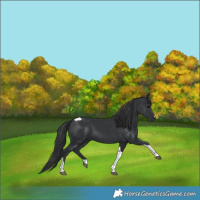 Horse Color:Black Tobiano 