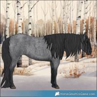 Horse Color:Blue Roan 