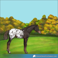 Horse Color:Liver Chestnut Blanket 