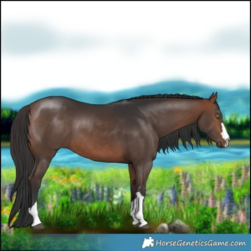 Horse Color:Bay 
