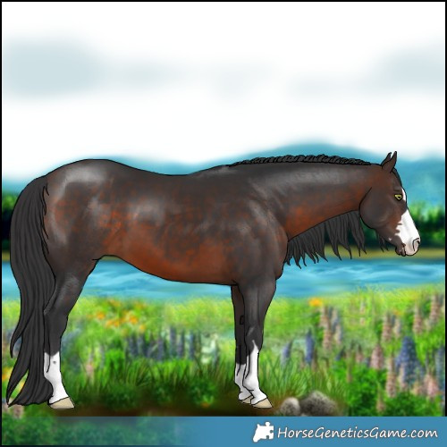 Horse Color:Bay 