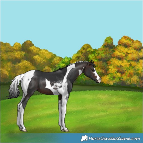 Horse Color:Bay Tobiano 