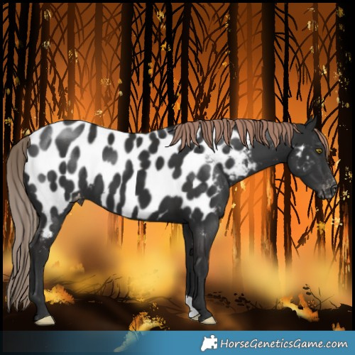 Horse Color:Liver Chestnut Near Leopard 