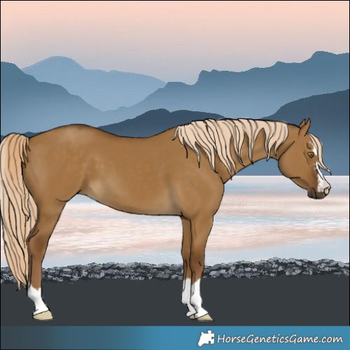 Horse Color:Chocolate Palomino Dun