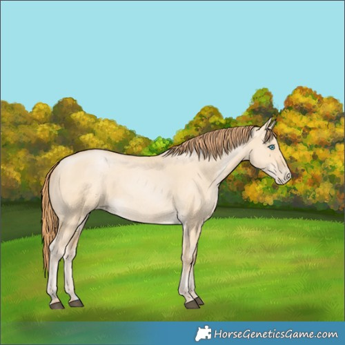 Horse Color:Buckskin Dun Brindle