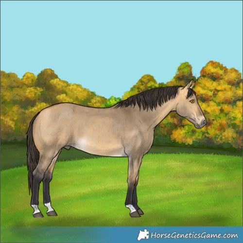 Horse Color:Pseudo Buckskin Dun Brindle 