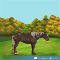Horse Color:Liver Chestnut