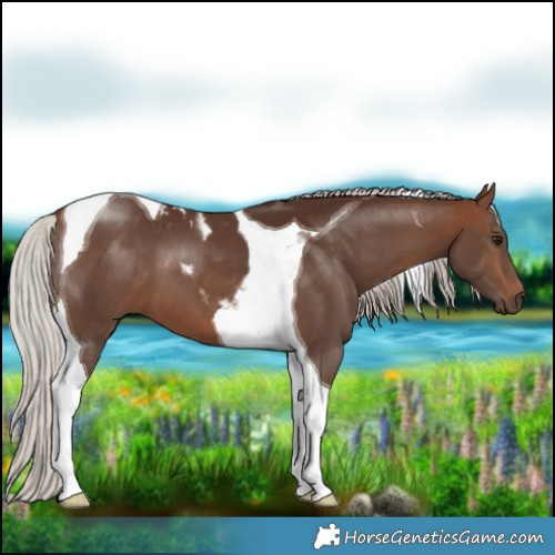 Horse Color:Silver Brown Tobiano 
