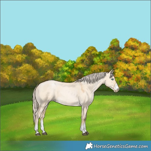Horse Color:Palomino Dun