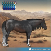 Horse Color:Brown Tobiano 