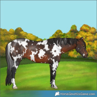 Horse Color:White Spotted Brown 