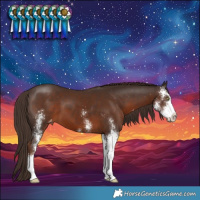 Horse Color:Liver Chestnut Sabino Varnish