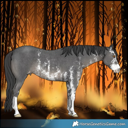 Horse Color:Black Sabino Varnish 