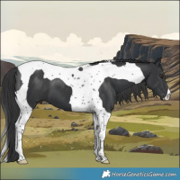 Horse Color:Black Tobiano