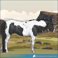 Horse Color:Black Tobiano 