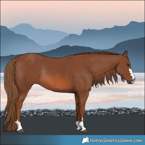 Horse Color:Chestnut Rabicano