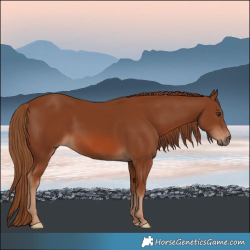 Horse Color:Chestnut 