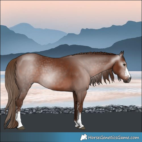 Horse Color:Gray Chestnut Sabino 