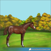 Horse Color:Gray Chestnut Sabino 