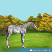 Horse Color:Liver Red Roan Sabino