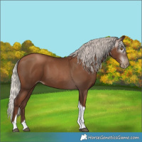 Horse Color:Gray Silver Black Pearl Tobiano