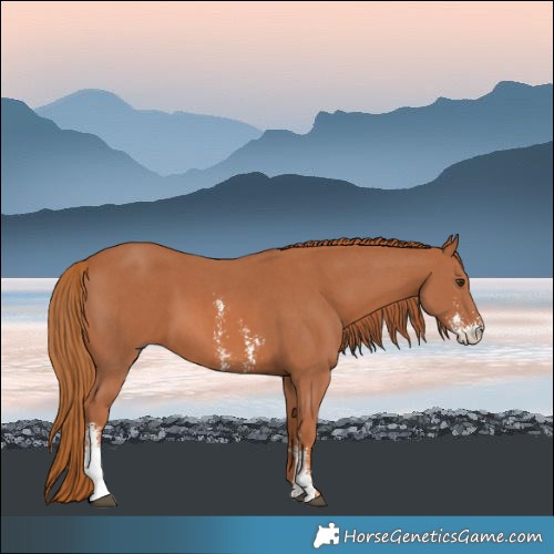 Horse Color:Chestnut Sabino 