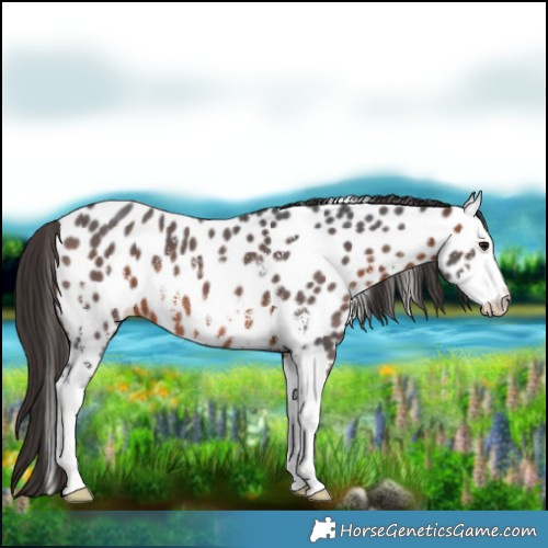 Horse Color:Bay Sabino Splash Near Leopard 