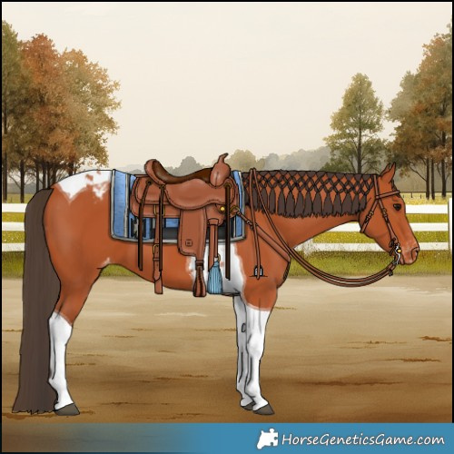 Horse Color:Bay Tobiano Appaloosa 