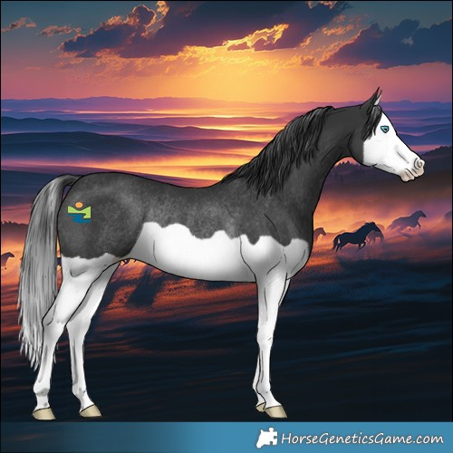 Horse Color:Black Splash Rabicano 