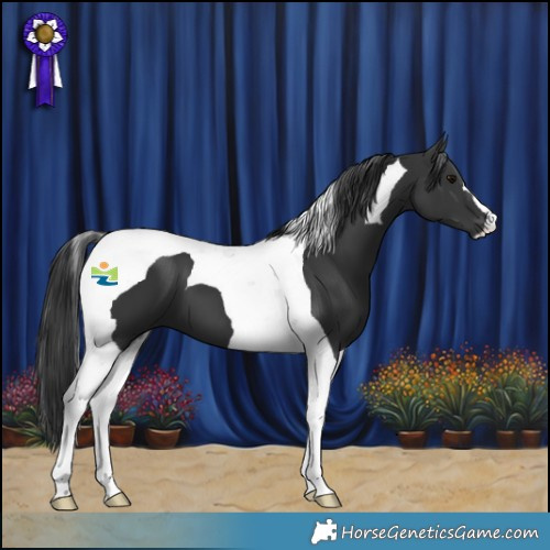 Horse Color:Black Tobiano