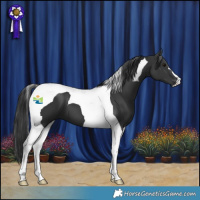 Horse Color:Black Tobiano 